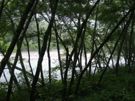 木々の間からの梓川