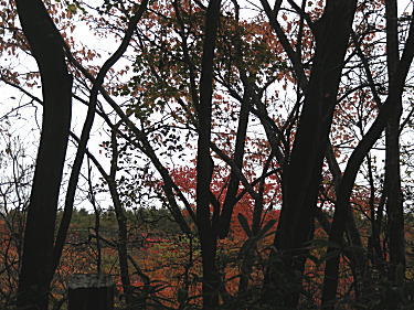 林の間の紅葉