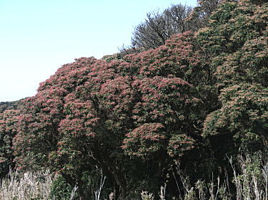 馬酔木の蕾