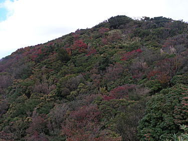 紅葉