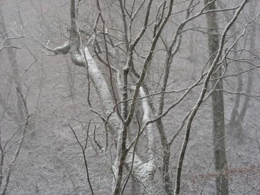 枝の雪