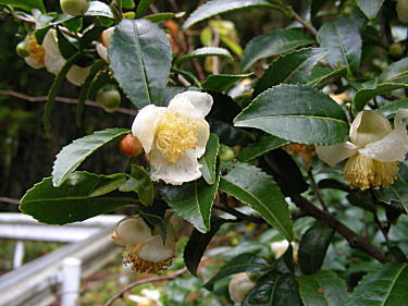 お茶の花