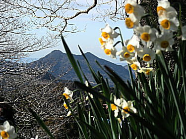 富山と水仙