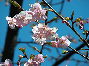 河津桜