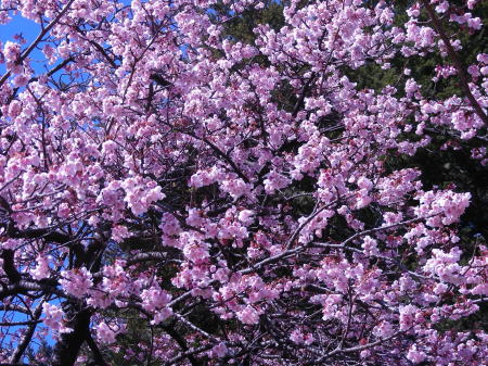寒桜1