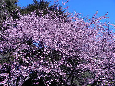 寒桜2