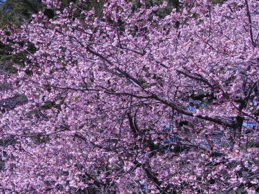 寒桜3