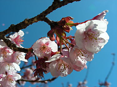 寒桜アップ1