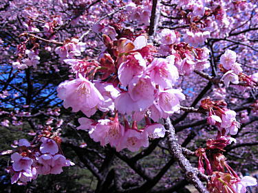 寒桜アップ2