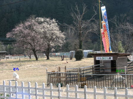 山羊のそらとみどり