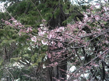 桜
