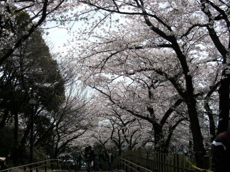 飛鳥山桜1