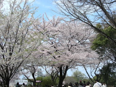 飛鳥山桜2