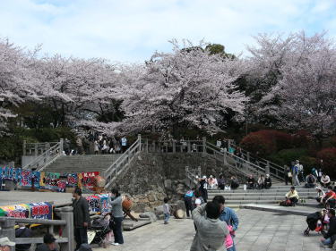 飛鳥山桜3