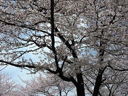 飛鳥山桜4
