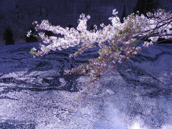 川に浮かんだ桜