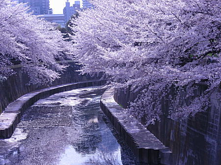 石神井川