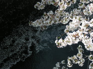 上から見た桜