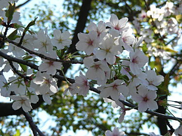 昭和桜