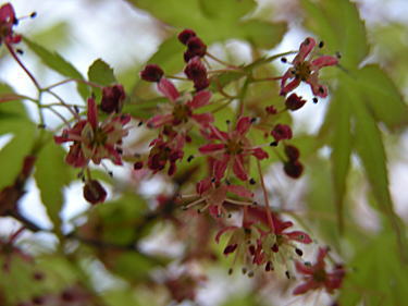 モミジ花3