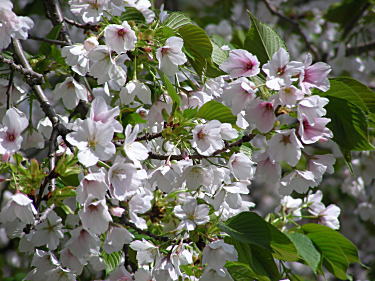 遅咲きの桜