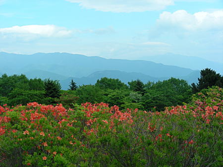 レンゲツツジ全体1