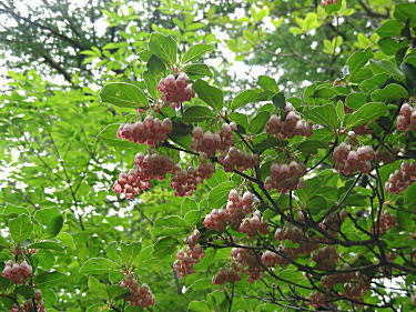 サラサドウダン1