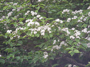 ミヤマガマズミ