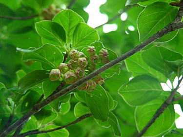 サラサドウダン2