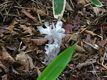 ギンリョウソウ