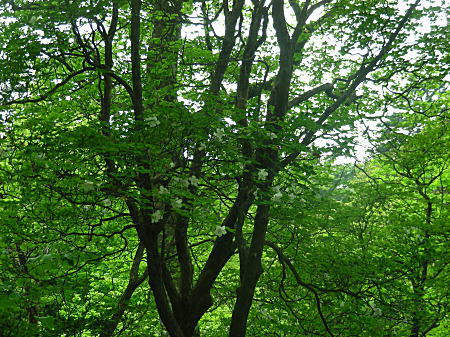 シロヤシオの木