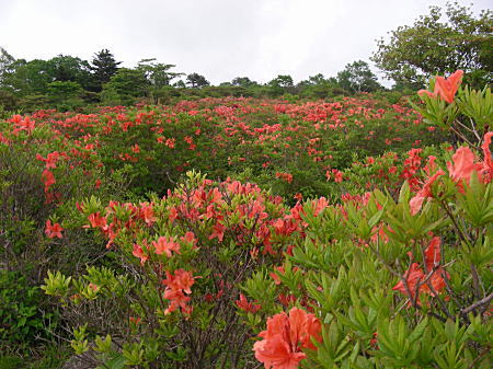 レンゲツツジ遠望2