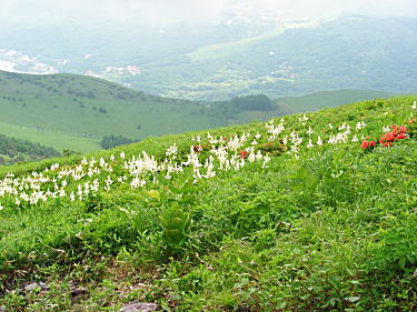 コバイケイソウ遠景
