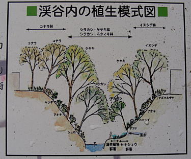 植生模式図