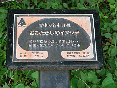 イヌシデ説明板