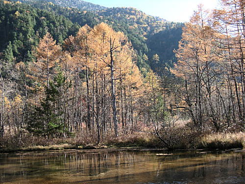 田代池と落葉松