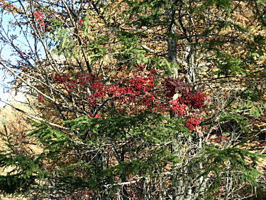 ナナカマドの赤い実