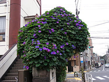 オーシャンブルー全体