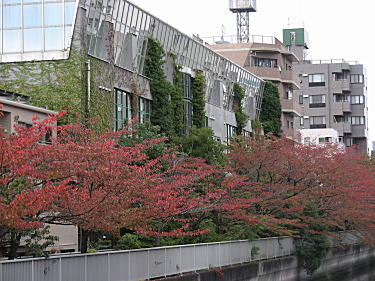 仙台堀川桜紅葉2
