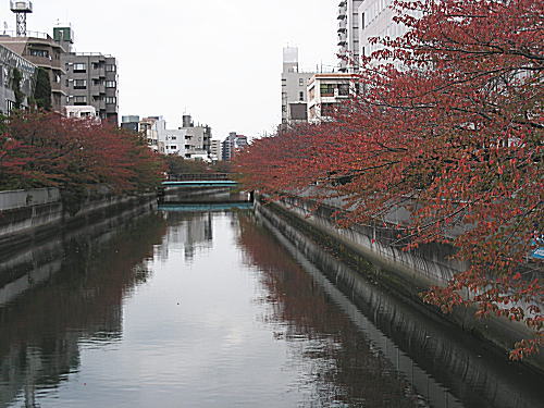 仙台堀川桜紅葉3