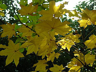 �C�^���J�G�f