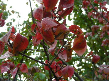 �T���V����