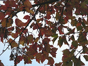 �g�E�J�G�f