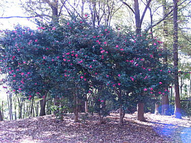 山茶花の木