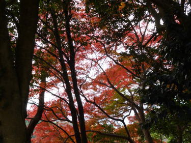 木々の間の紅葉