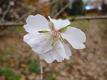 冬桜アップ