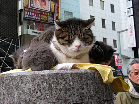 銀座の猫