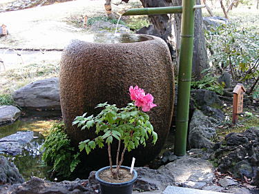 赤の牡丹