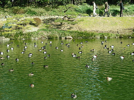 池の水鳥たち