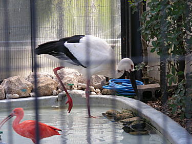コウノトリ